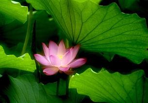 荷花爆料二次曝光视频,揭秘幕后真相与精彩瞬间  第1张